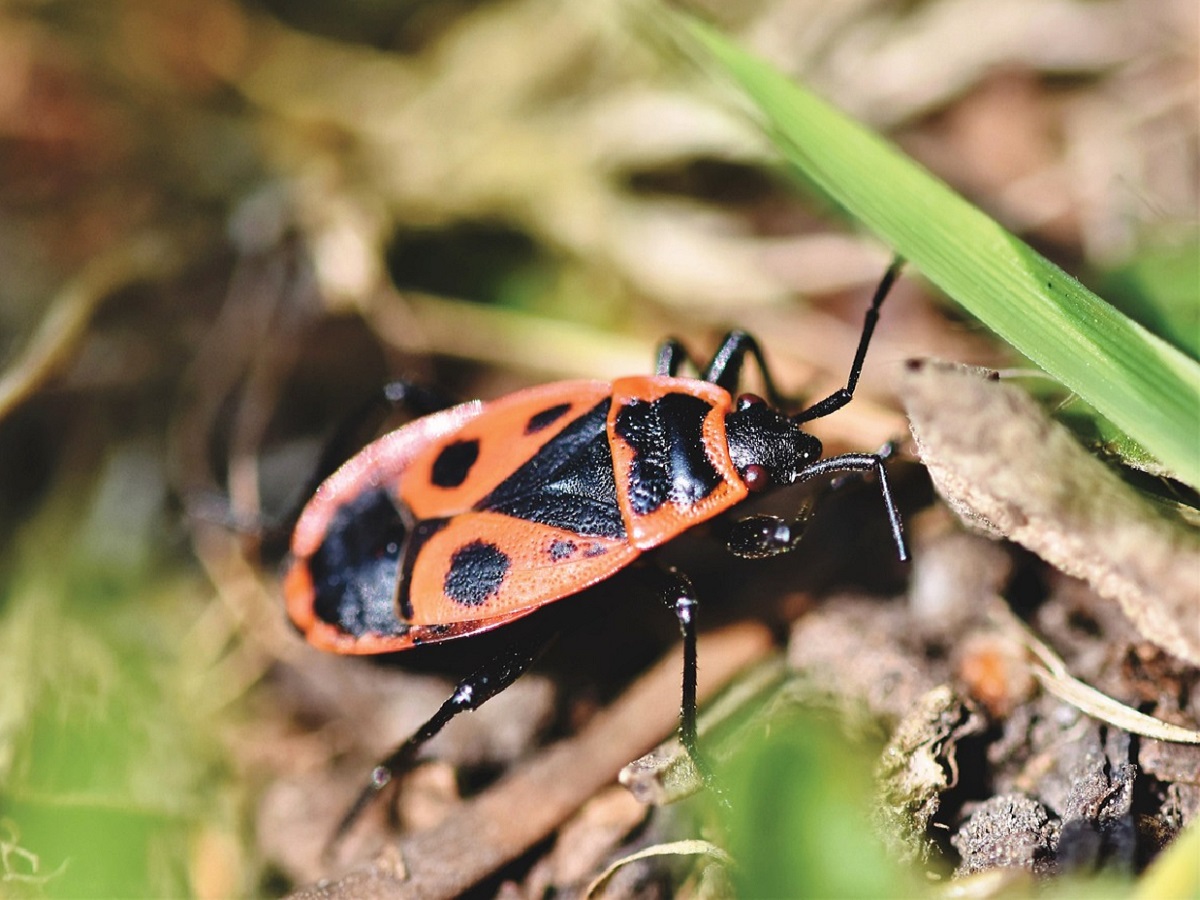 Insektensommer 2024: Feuerwanze im Rampenlicht - Deutschlands grte Insektenzhlung